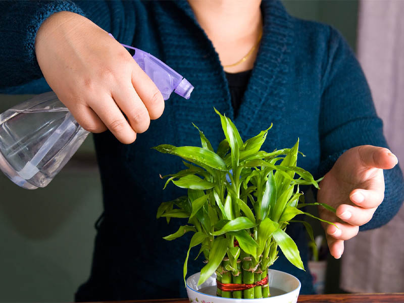 Tứ Hóa trong Tử Vi chỉ sự biến động, chuyển hóa, hệ quả của đời người
